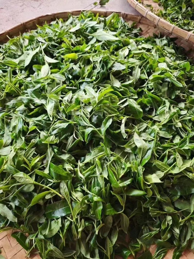 生态普洱春茶（寻找茶叶经销商，收购商老板长期合作）