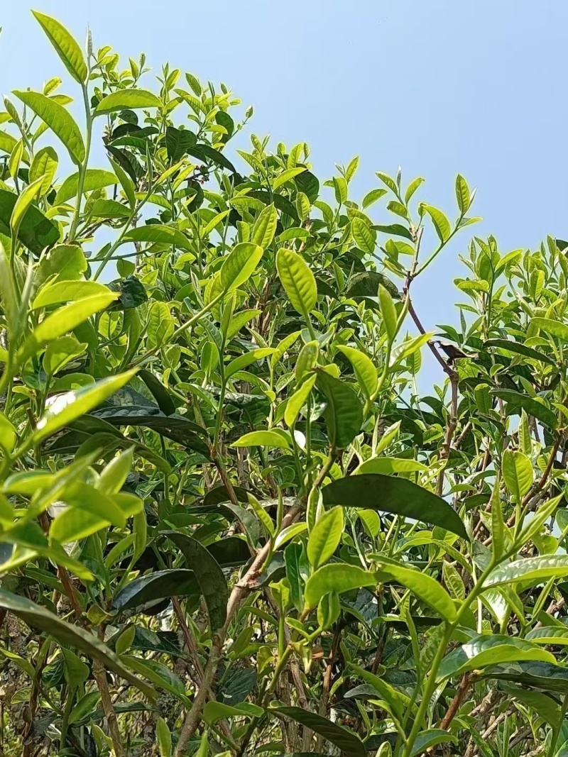 生态普洱春茶（寻找茶叶经销商，收购商老板长期合作）