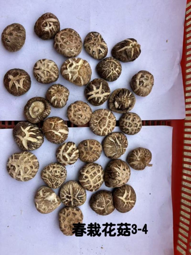 产地湖北精品茶花菇肉质鲜嫩产地直发品质保证！欢迎下单订购