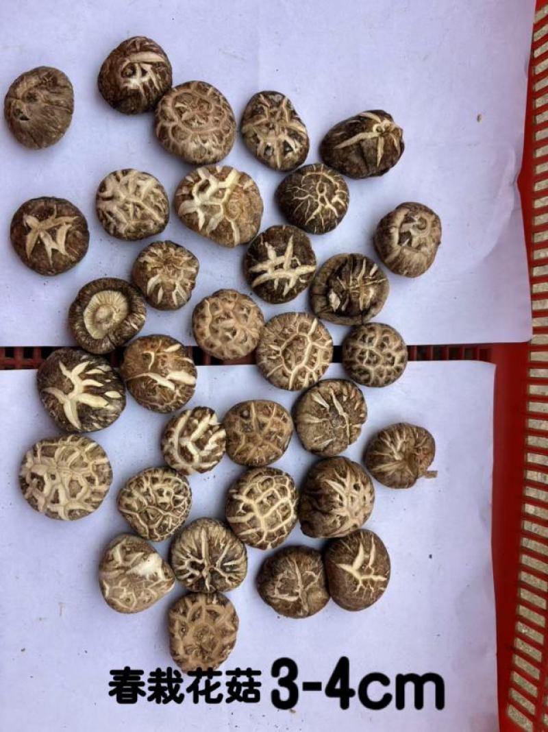 产地湖北精品茶花菇肉质鲜嫩产地直发品质保证！欢迎下单订购