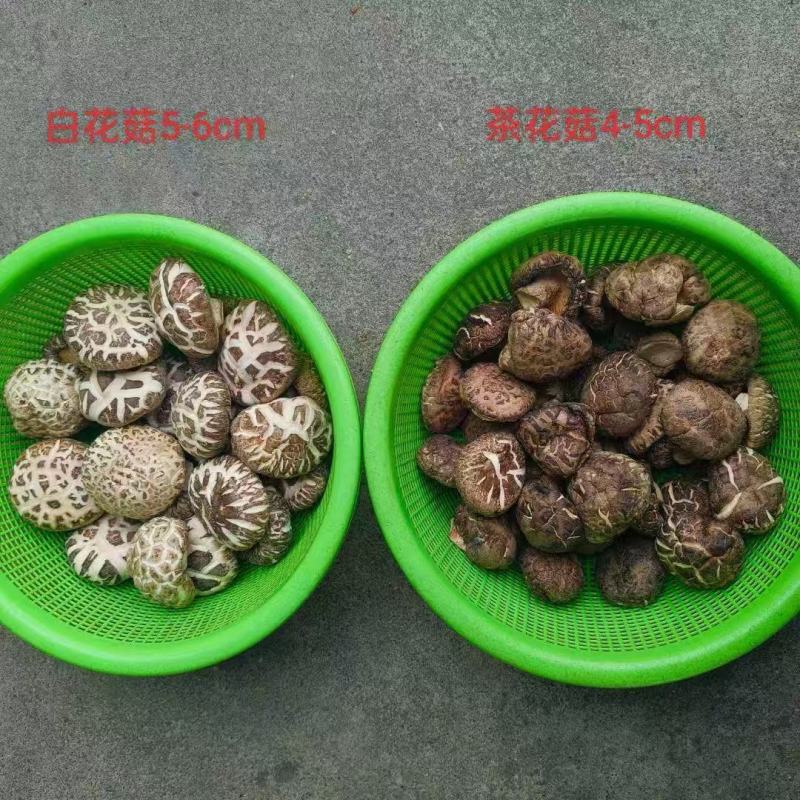 产地湖北精品茶花菇肉质鲜嫩产地直发品质保证！欢迎下单订购