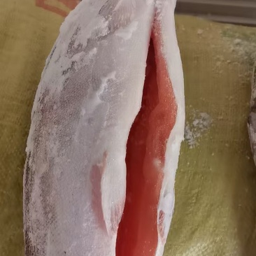 龙羊冷冻三文鱼