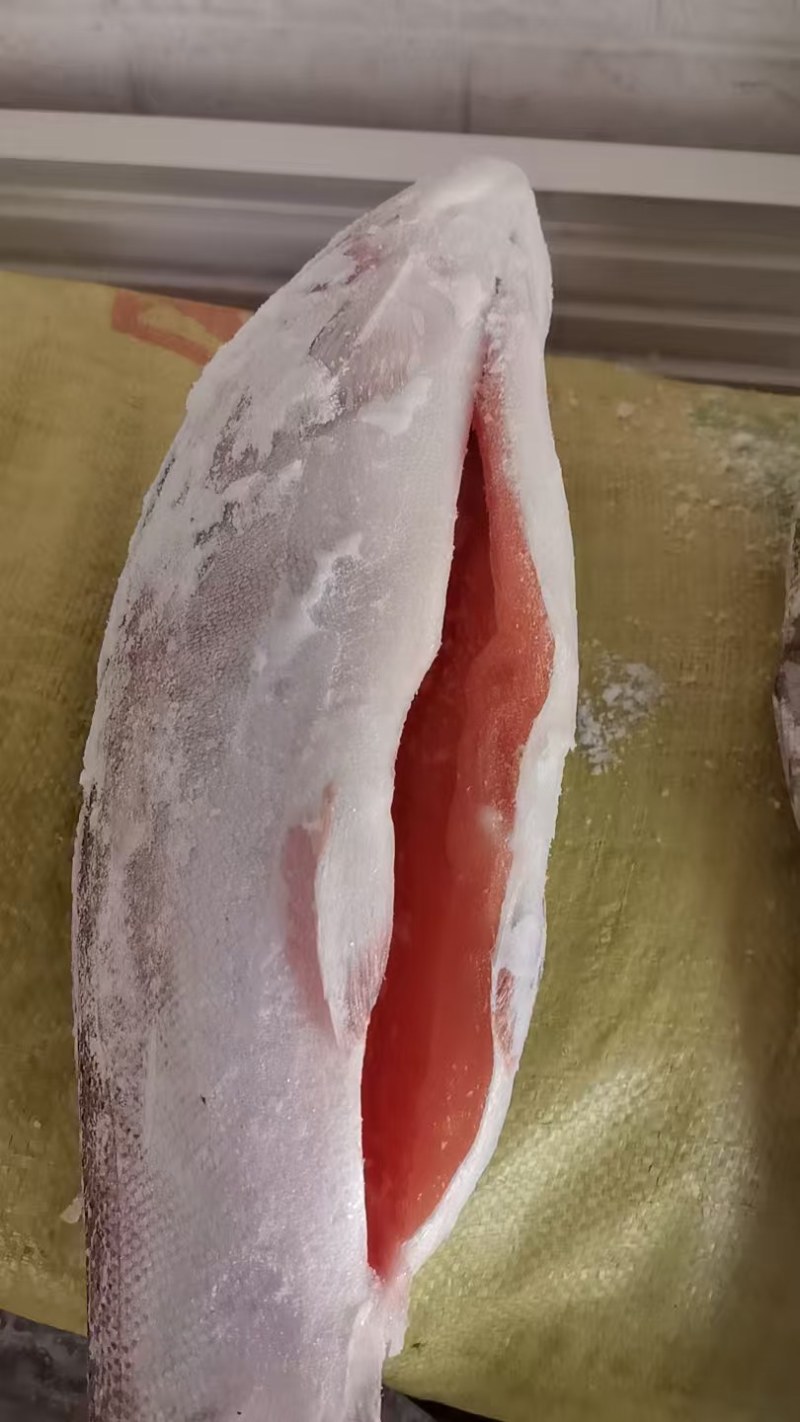 龙羊冷冻三文鱼