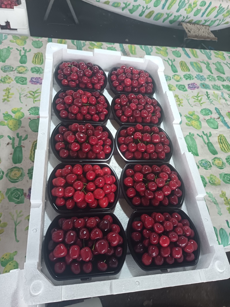 樱桃万亩大棚基地产地直发新鲜保证质量量大从优