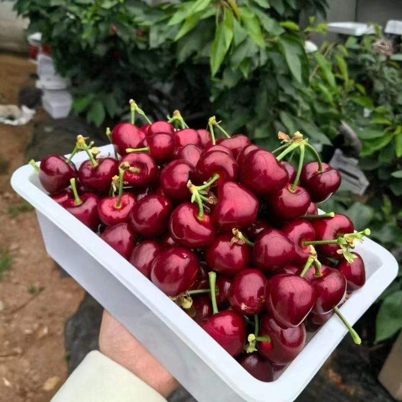 樱桃万亩大棚基地产地直发新鲜保证质量量大从优