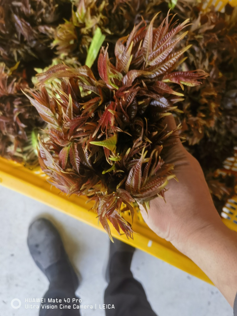 头茬香椿