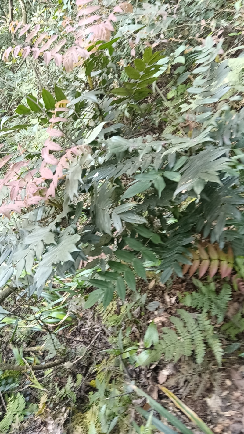 云南纯野生十大功劳，鲜活，干活都可以