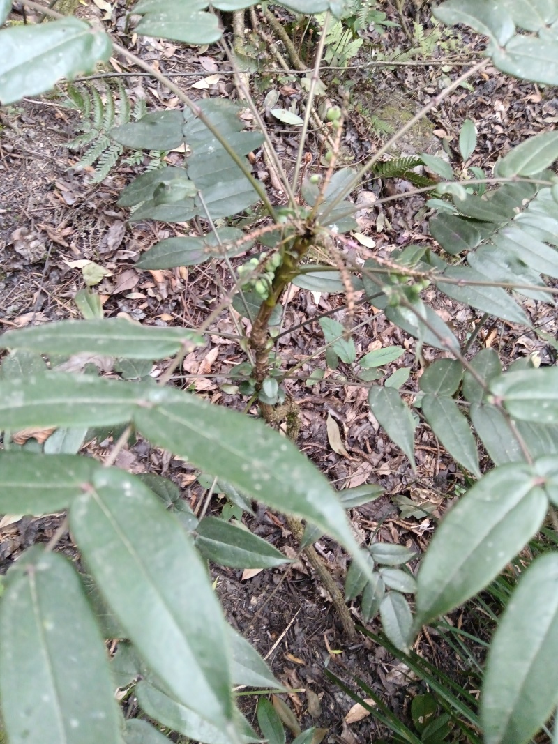 云南纯野生十大功劳，鲜活，干活都可以