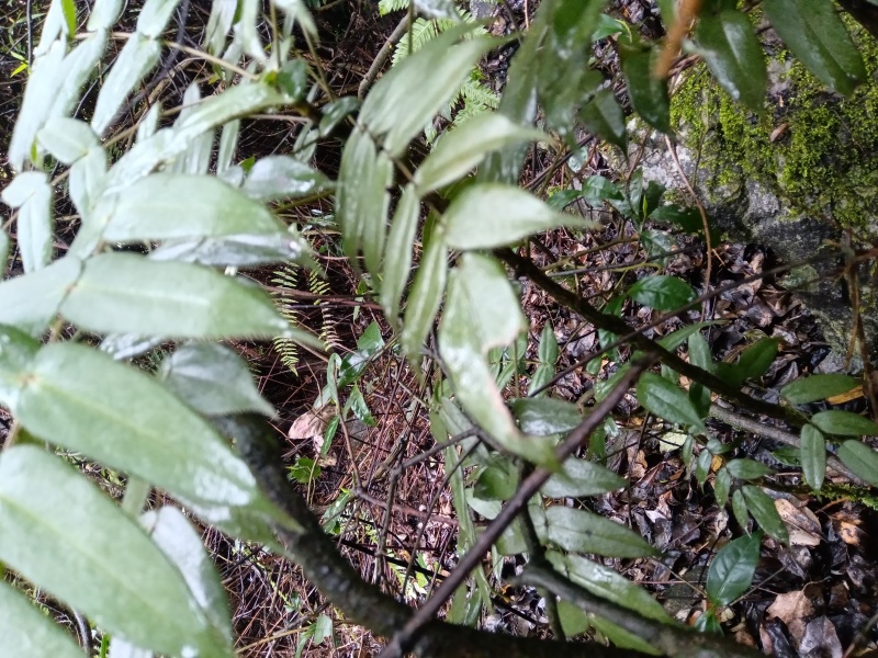 云南纯野生十大功劳，鲜活，干活都可以
