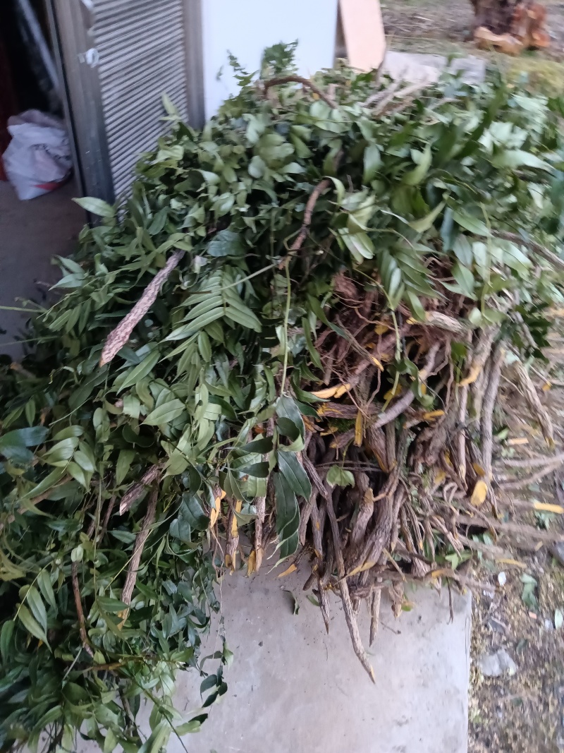 云南纯野生十大功劳，鲜活，干活都可以