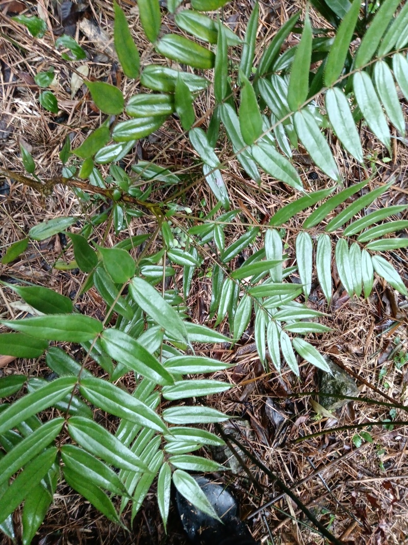 云南纯野生十大功劳，鲜活，干活都可以