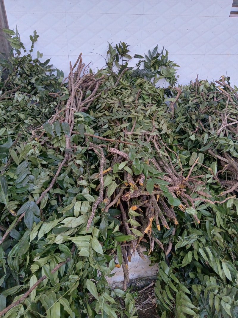 云南纯野生十大功劳，鲜活，干活都可以