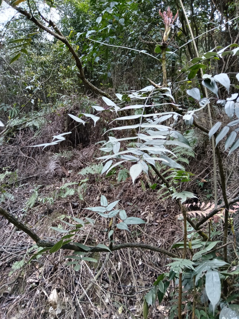 云南纯野生十大功劳，鲜活，干活都可以