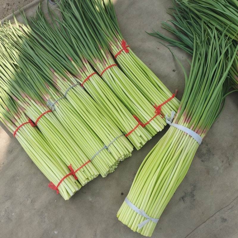 【优选蒜薹】河南开封红帽蒜苔产地直发货源充足对接全国量大价优