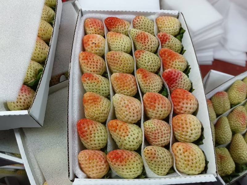 双流草莓，新鲜四季草，营养丰富，口感独特，健康美味，送
