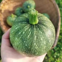 小南瓜大量上市产地一手货源量大从优欢迎订购