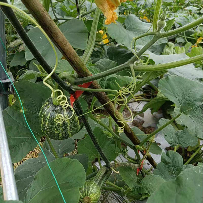 小南瓜大量上市产地一手货源量大从优欢迎订购