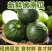 小南瓜大量上市产地一手货源量大从优欢迎订购