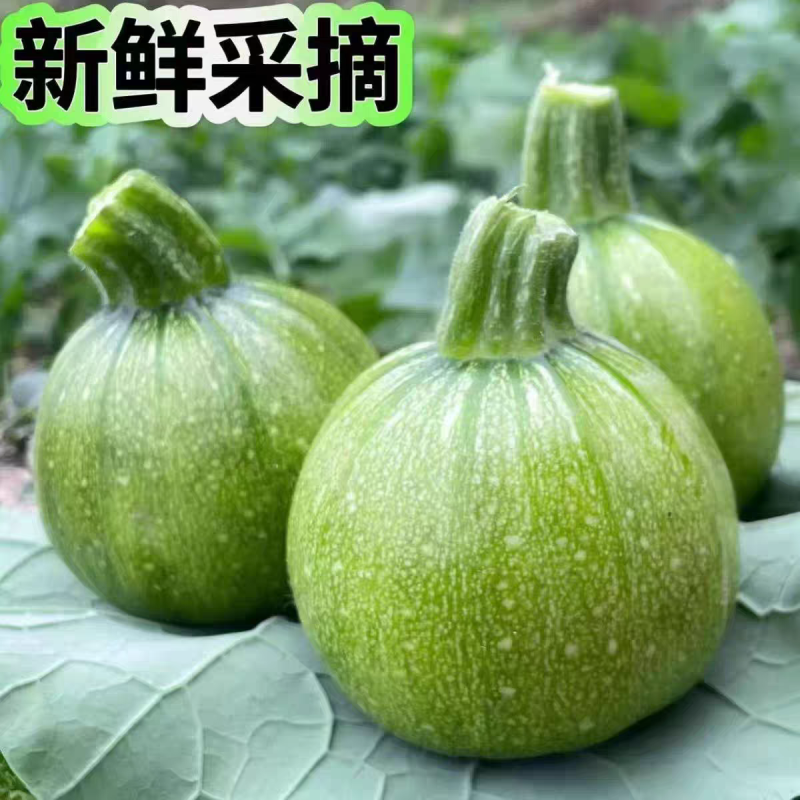 小南瓜大量上市产地一手货源量大从优欢迎订购