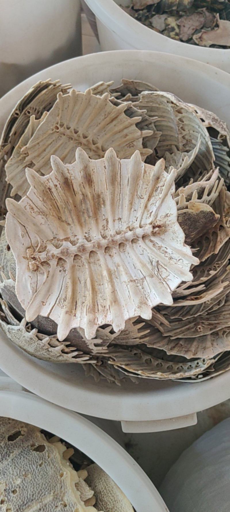 鳖甲大货价格