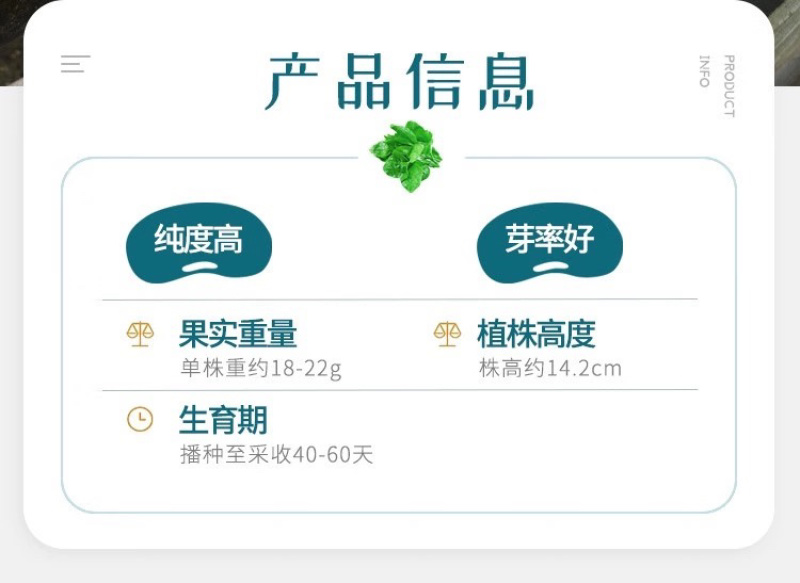 大圆叶大叶木耳菜农之子高产基地春夏秋三季可播营养丰富