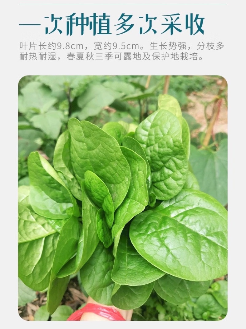 大圆叶大叶木耳菜农之子高产基地春夏秋三季可播营养丰富