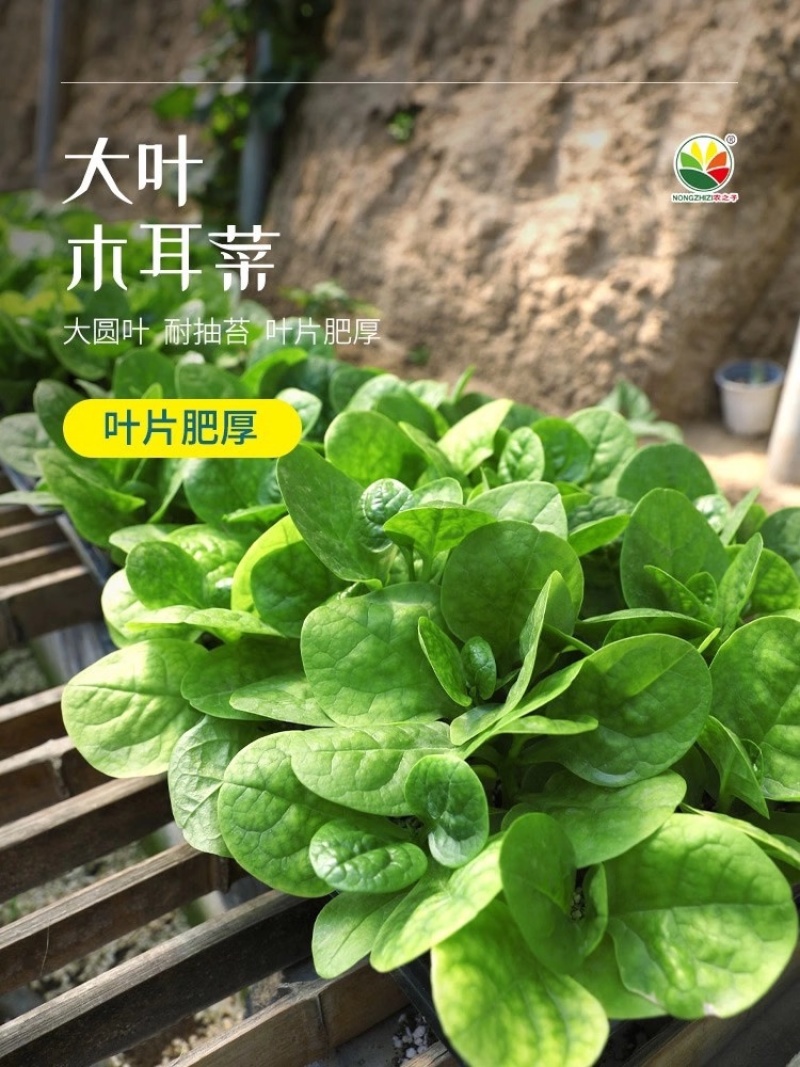 大圆叶大叶木耳菜农之子高产基地春夏秋三季可播营养丰富