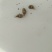 地枯牛金沙牛