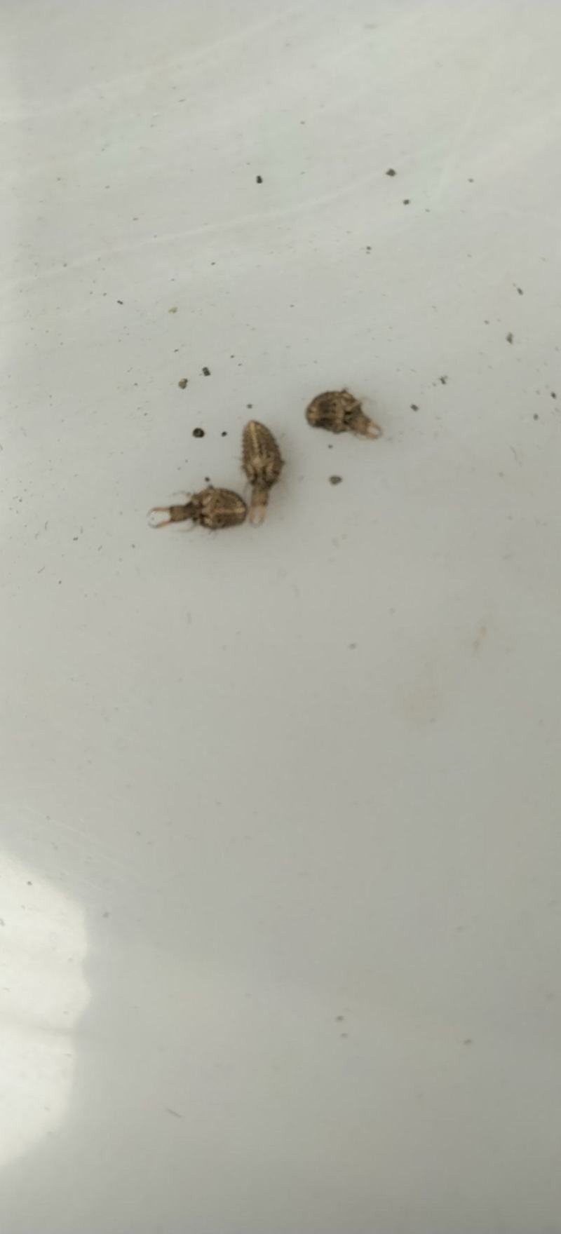 地枯牛金沙牛