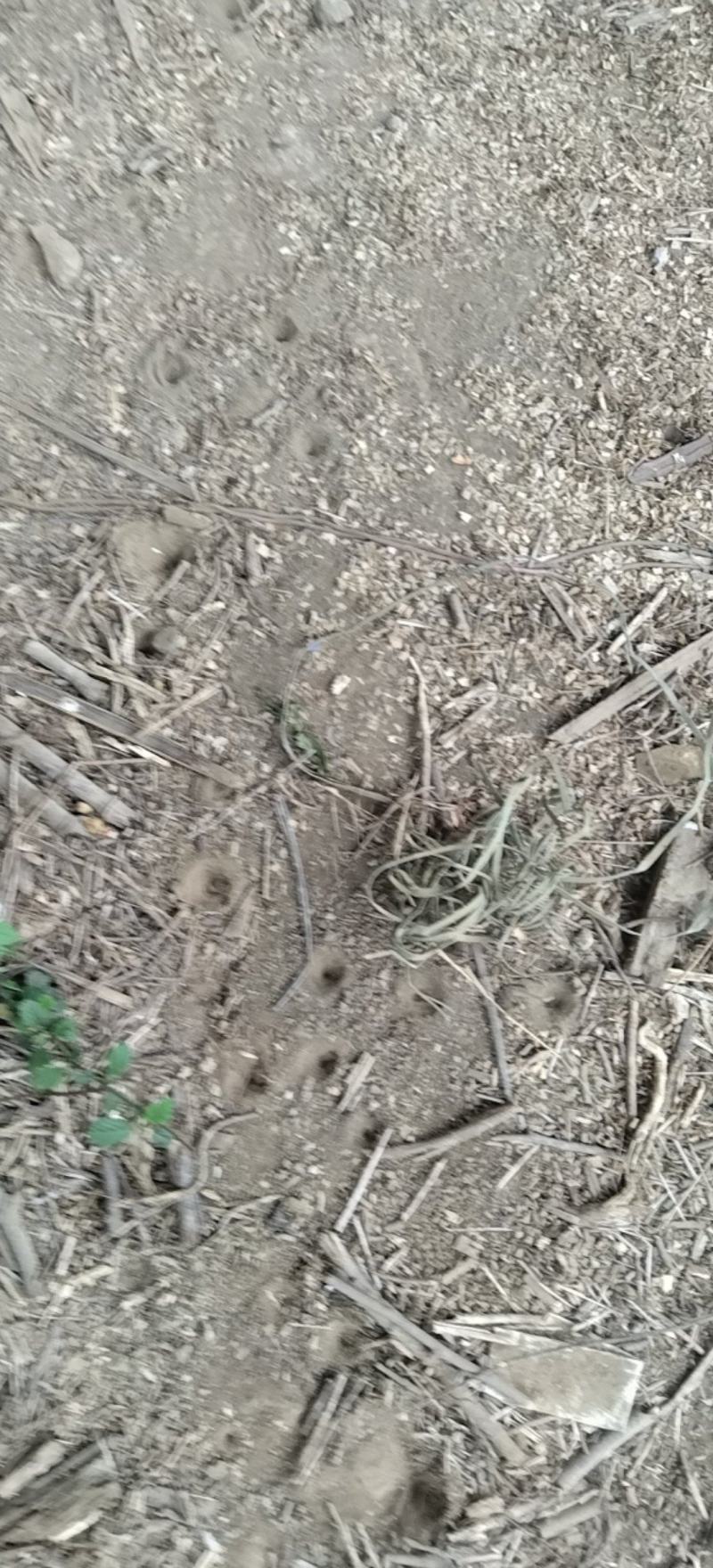 地枯牛金沙牛