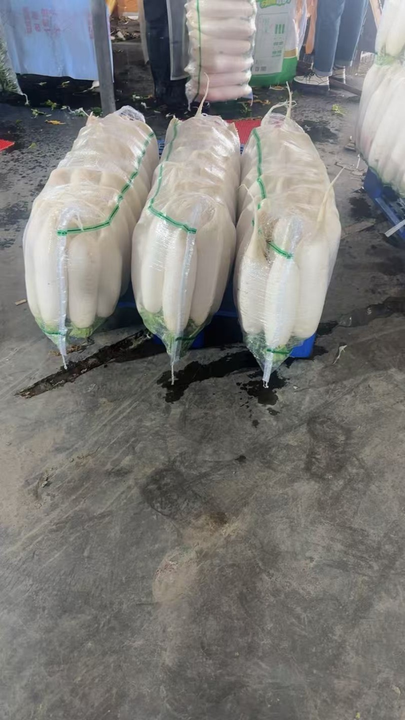 白萝卜大量有货常年供应产地直发接受视频看货对接全国