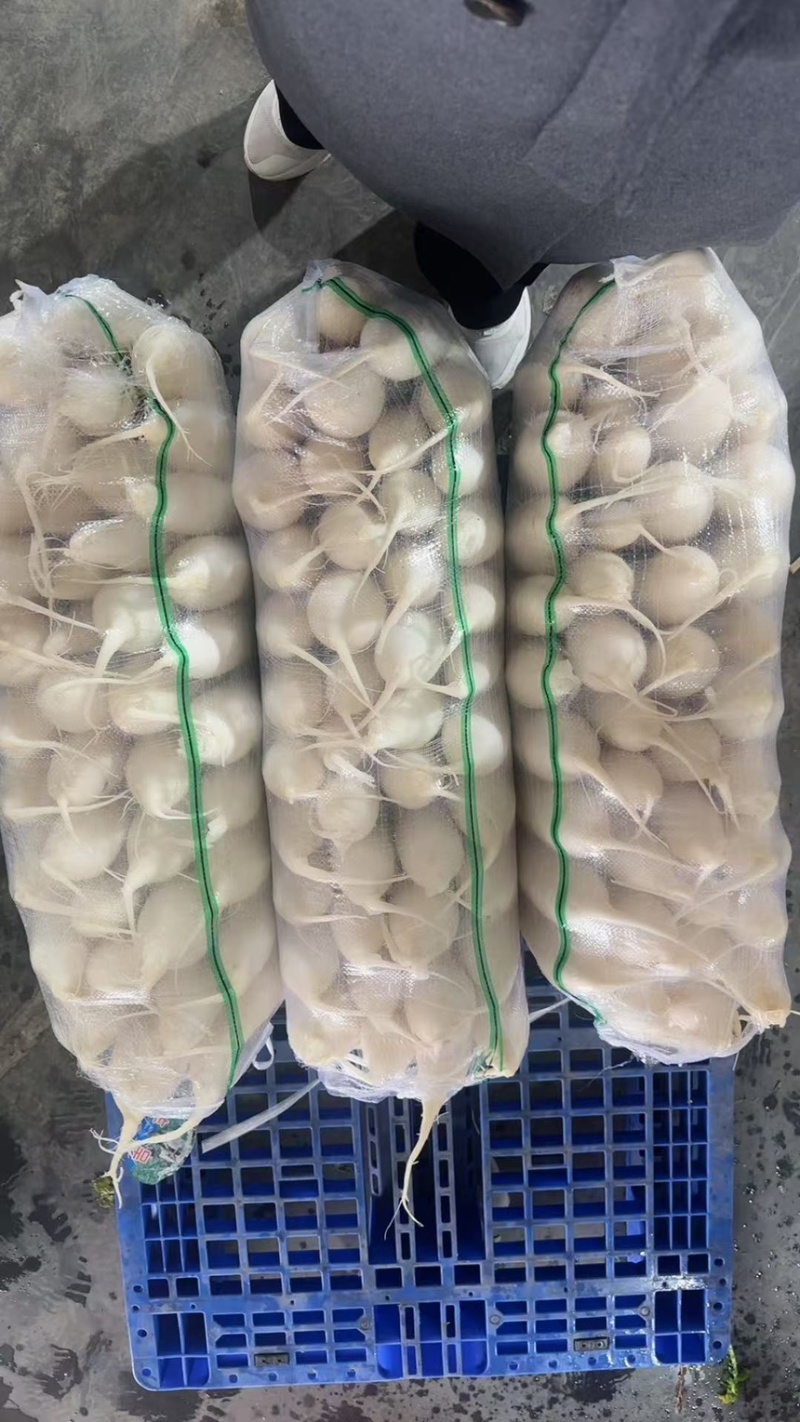 白萝卜大量有货常年供应产地直发接受视频看货对接全国