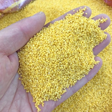 山西黄小米