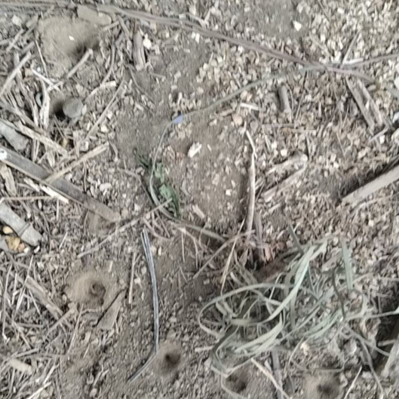 地枯牛金沙牛