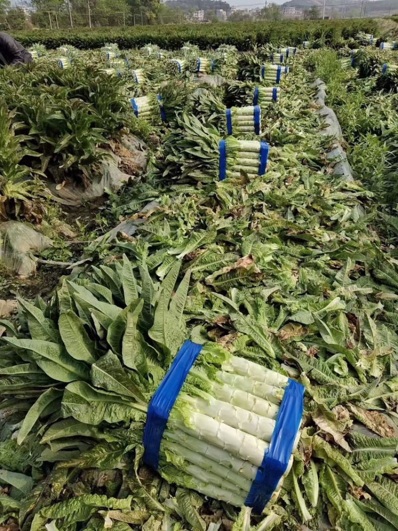 【实力】河南开封红莴笋红叶尖莴苣-产地直发-规格齐全