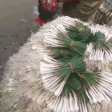 新鲜菜荞头苗藠头苗大量有货价格实惠全国发欢迎订购