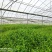 优质平卧菊三七长期有货全国供应无杂质保证