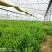 优质平卧菊三七长期有货全国供应无杂质保证