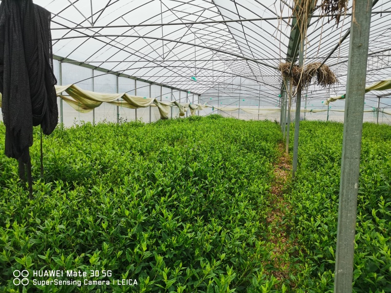 优质平卧菊三七长期有货全国供应无杂质保证