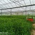 优质平卧菊三七长期有货全国供应无杂质保证