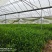 优质平卧菊三七长期有货全国供应无杂质保证