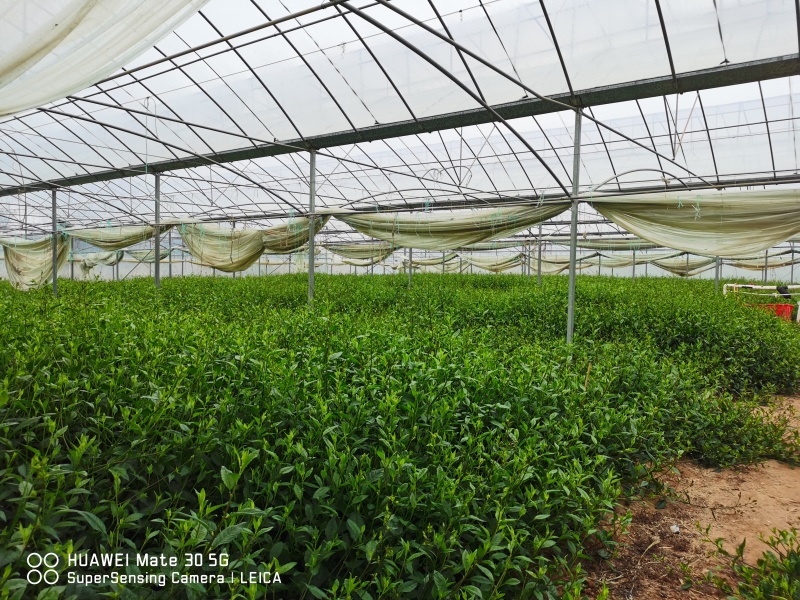 优质平卧菊三七长期有货全国供应无杂质保证