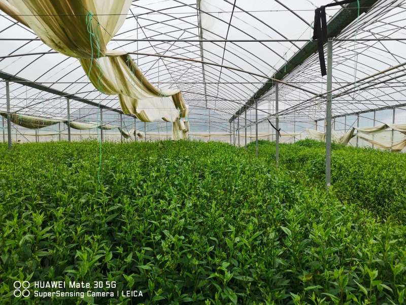 优质平卧菊三七长期有货全国供应无杂质保证