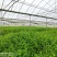 优质平卧菊三七长期有货全国供应无杂质保证