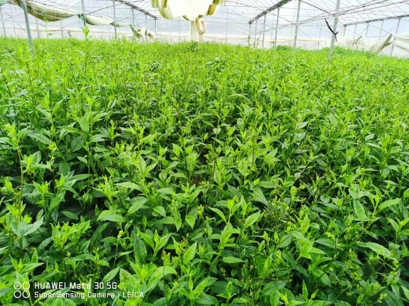 优质平卧菊三七长期有货全国供应无杂质保证