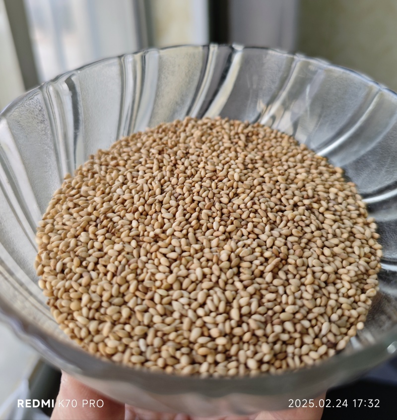 精品熟芝麻、食品级、磨酱、磨油各种火侯，颗颗醇香