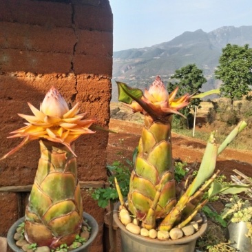 云南特色花卉，佛系圣花地涌金莲
