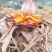 云南特色花卉，佛系圣花地涌金莲