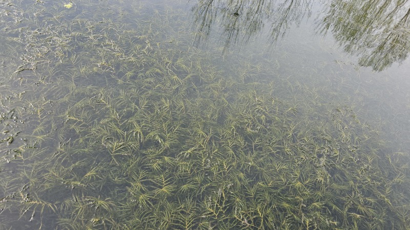 菹草沮草螃蟹小龙虾养殖用水草，养虾神草，菹草