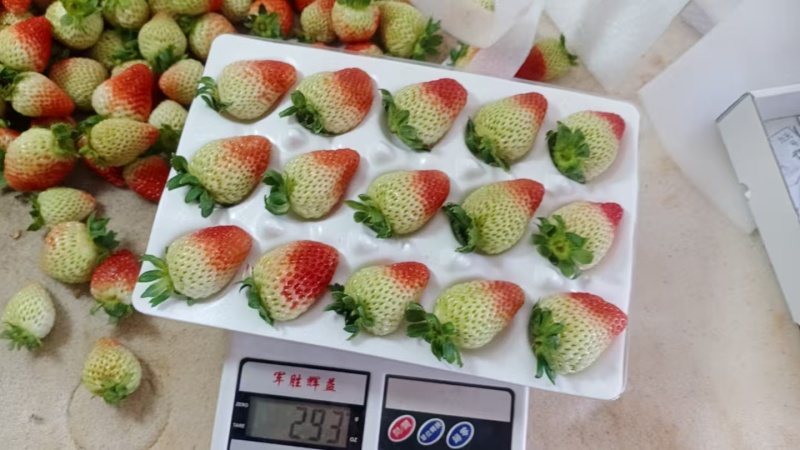 双流草莓，新鲜四季草，营养丰富，口感独特，现摘现发